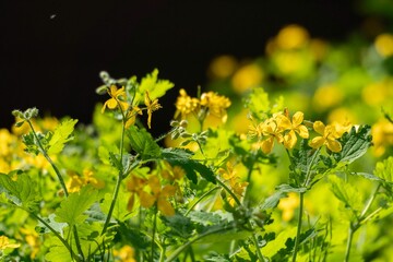 Closeup shot of yellow flowers of rapeseed plant in the field.