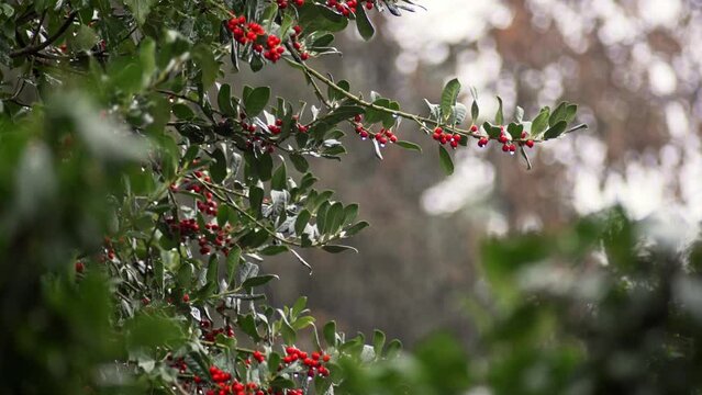 Closeup of a shrub of redberry on a rainy day