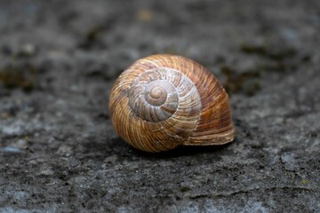 Closeup shot of a snail shell on a grey ground.