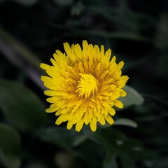 Closeup of a bloomed Common Dandelion, Taraxacum officinale with delicate yellow petals