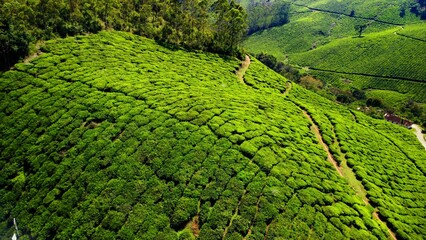 Aerial view of a road surrounded by a wide tea plantation