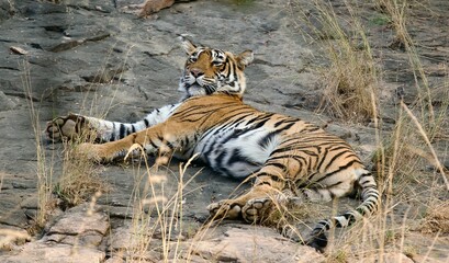 Beautiful shot of a large orange tiger laying on the shore of a lake