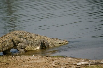 High angle shot of a crocodile entering a blue lake