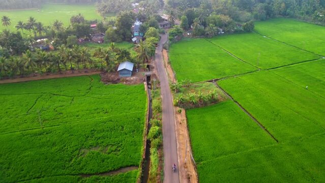 Drone shot over a road in the middle of paddy field, Upper Kuttanad