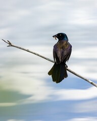 Naklejka premium Close-up shot of a common grackle perched on a branch on a blurred background