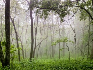 Beautiful shot of a lush green misty forest on the Appalachian Trail, Virginia