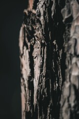 Fototapeta na wymiar Vertical closeup shot of details on a tree trunk