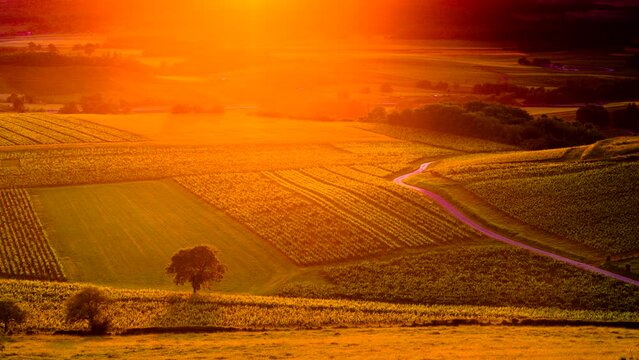 Vineyards landscape in sunset light, Jura wine region, Bourgogne-Franche-Comte in eastern France. View from viewpoint Belvedere du vignoble in Pupillin.