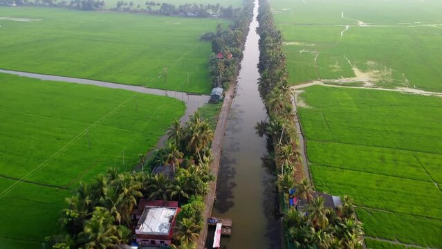 Drone shot of paddy field over upper Kuttanad on a misty and sunny day