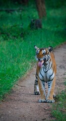 Fototapeta premium Vertical shot of a large orange tiger with its tongue out walking on a trail through a forest