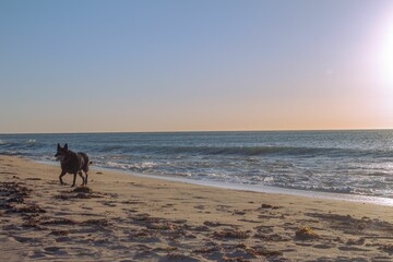 Beautiful shot of a dog running around and having fun on a sunny seashore