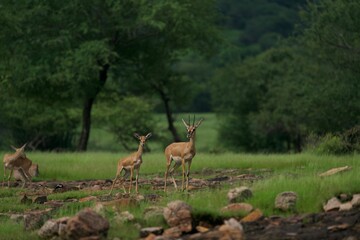 Beautiful shot of wild chinkara gazelles on a rural field