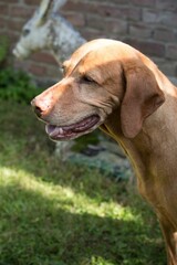 Vertical shot of a brown dog in garden on blur background