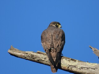 Closeup of a Peregrine falcon perched on a tree under the sunlight and a blue sky