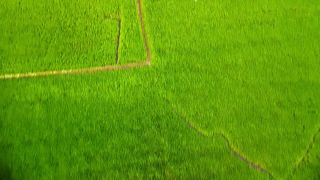 Drone shot of paddy fields in upper Kuttanad on a misty day