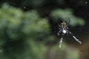 Shallow focus shot of a wasp spider in its cobweb waiting for a prey with blur background - Powered by Adobe