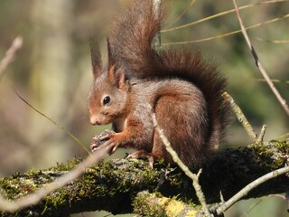 Naklejka na ściany i meble Red squirrel, with a fluffy tail, holding a nut, on a tree trunk covered by moss, on a sunny day
