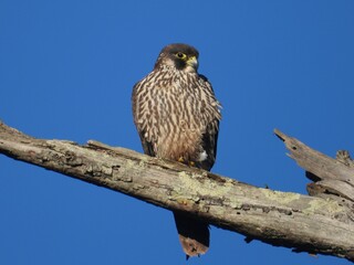 Closeup of a Peregrine falcon perched on a tree under the sunlight and a blue sky