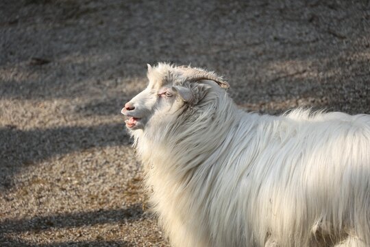 Closeup shot of a fluffy Changthangi breed of cashmere goat standing in the farm