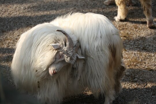 Closeup shot of a fluffy Changthangi breed of cashmere goat itching itself with its horns