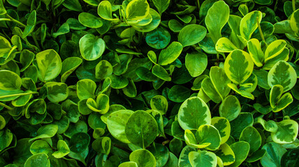Plantas e flores dentro do Jardim Botânico em Curitiba - PR - Brasil. 