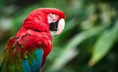 Closeup of the colorful macaw parrot (Ara Macao) looking aside with a blurry background