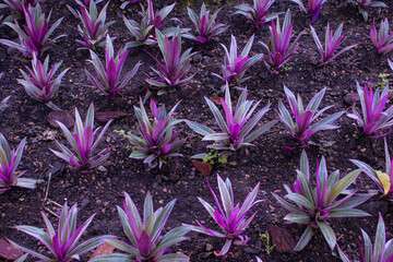 Orchid plants inside an orchid shop in the city of Curitiba in Brazil