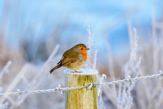 Little robbin on a cold and frosty morning