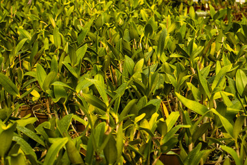 Orchid plants inside an orchid shop in the city of Curitiba in Brazil