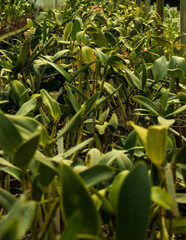 Obraz premium Orchid plants inside an orchid shop in the city of Curitiba in Brazil