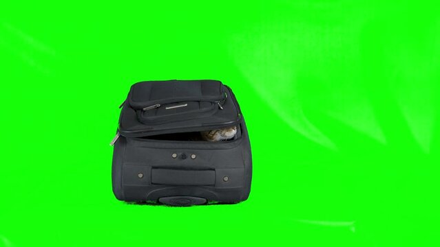 Bengal cat sitting inside an empty suitcase on green screen isolated with choma key. Cat picks out through the open top gets out of the suitcase, and runs away.