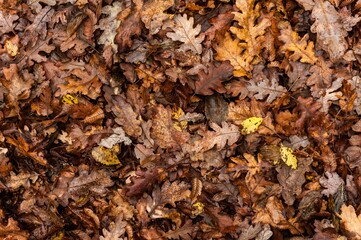 Stack of wet yellow leaves on the ground