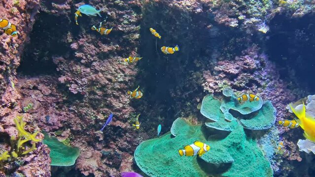 Closeup shot of a fish aquarium with clownfish