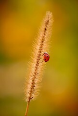 Red ladybug on a plant against blurred background