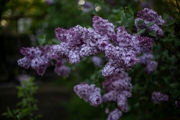 Closeup shot of common lilac in a garden during the day