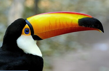 Closeup shot of Toucan on a blurred background