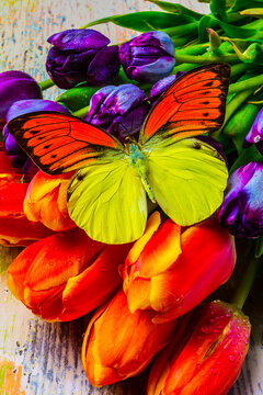 Exotic Butterfly On Tulips