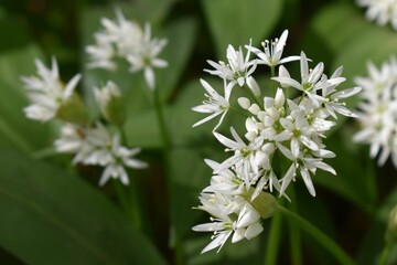 Selective focus of Wild garlick plant Lancashire Green white Flower leaves