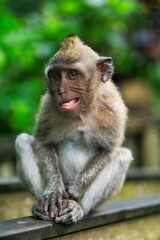Portrait of a macaque in a zoo under the sunlight with a blurry background