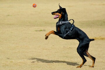 Closeup shot in motion of Dobermann dog catching orange and blue ball in the field on sunny day