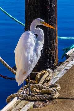 Great White Heron On Boat Dock