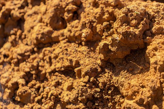 macro photography of a termite mound