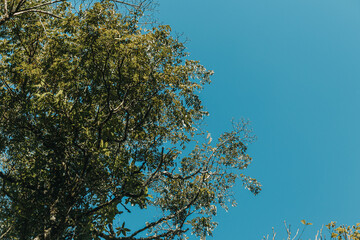 tree branches against sky