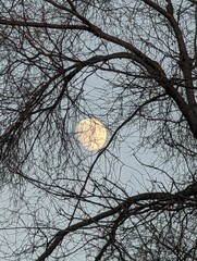 Vertical shot of the full moon and blue sky behind the dry branches of a tree