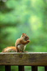 An american red squirrel eating a nuts - 612610898