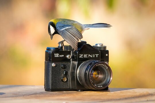 Close-up shot of a Great tit perched on an old Zenit camera