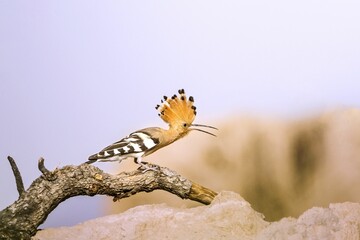 Closeup of a Eurasian hoopoe perched on a branch © Oveis Ghaffari/Wirestock Creators