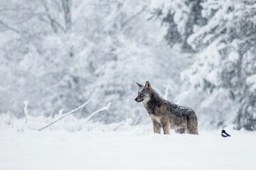 Wolf observing the winter scenery in Poland.