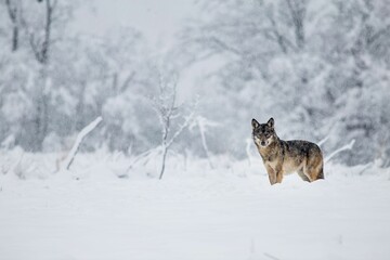 Wolf observing the winter scenery in Poland.