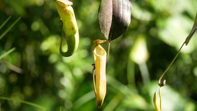 Tropical pitcher plants or nepenthes is a genus of carnivorous plants that can eat insects. This is exotic plants found in deep forest in Tarakan, Indonesia.